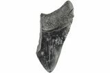 Partial Megalodon Tooth - South Carolina #194034-1